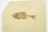 4.2" Detailed Fossil Fish (Knightia) - Wyoming - #201519-1